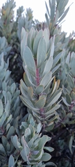 Protea pendula
