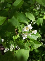 Prunus padus
