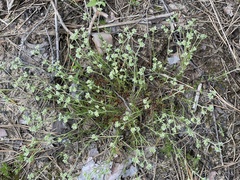 Scleranthus perennis