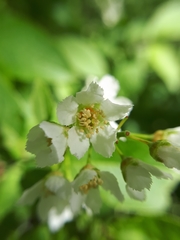 Prunus padus