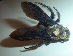 Pygodasis ephippium ephippium