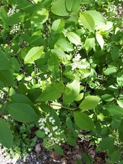 Prunus padus