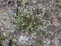 Scleranthus perennis
