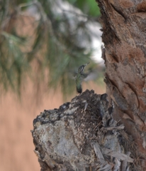 Lampornis clemenciae