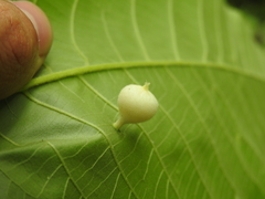 Phylloxera caryaegummosa