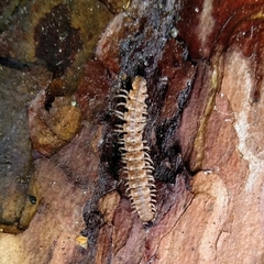 Polydesmus complanatus