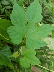 Ampelopsis glandulosa
