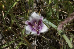 Calochortus coeruleus