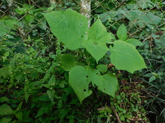 Montanoa quadrangularis