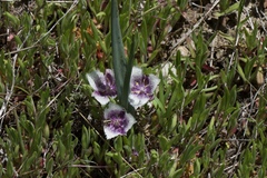 Calochortus coeruleus