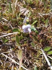 Viola canina
