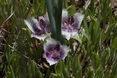 Calochortus coeruleus