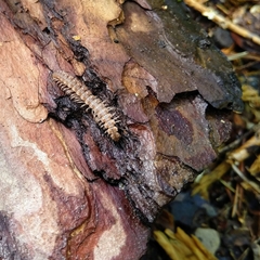 Polydesmus complanatus