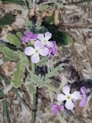 Matthiola tricuspidata