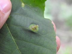 Phylloxera caryaesepta