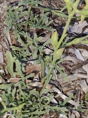 Matthiola tricuspidata