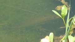 Esox cisalpinus