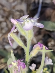 Matthiola tricuspidata
