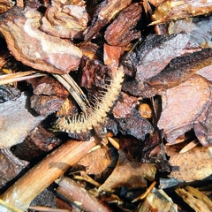 Polydesmus complanatus