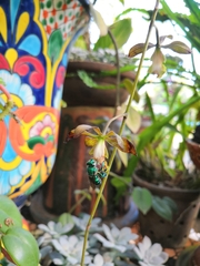 Euglossa viridissima