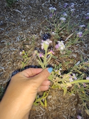 Matthiola tricuspidata