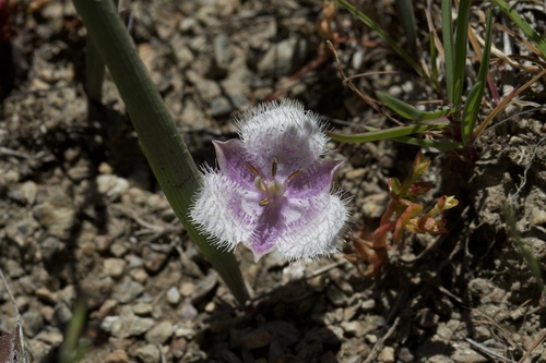Image of Calochortus coeruleus by (c) Arvel Hernandez, some rights reserved (CC BY)