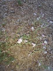 Matthiola tricuspidata