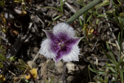 Image of Calochortus coeruleus by (c) Arvel Hernandez, some rights reserved (CC BY)