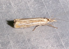 Crambus multilinellus