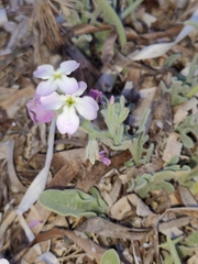 Matthiola tricuspidata