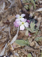 Matthiola tricuspidata