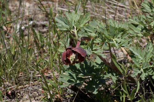 Brown's peony (Paeonia brownii)