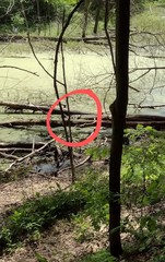 Emydoidea blandingii