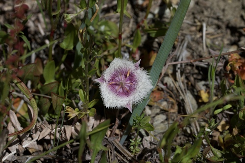 Image of Calochortus coeruleus by (c) Arvel Hernandez, some rights reserved (CC BY)