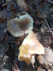 Pleurotus ostreatus