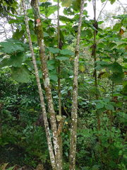 Montanoa quadrangularis