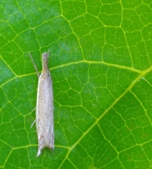 Raphiptera