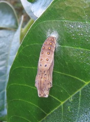 Acraea petraea