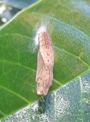 Acraea petraea