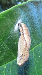 Acraea petraea