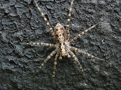 Acantholycosa lignaria