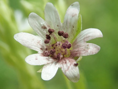 Microbotryum stellariae