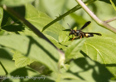 Ancistrocerus unifasciatus
