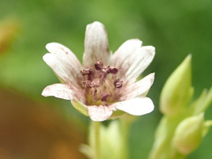 Microbotryum stellariae