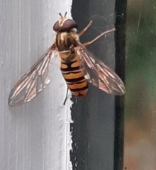 Episyrphus balteatus