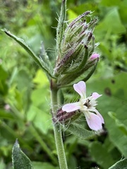Silene gallica