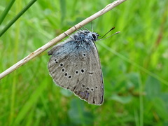 Cyaniris semiargus
