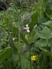Silene gallica