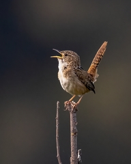 Cistothorus platensis