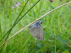 Cyaniris semiargus